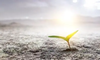 Flower growing.