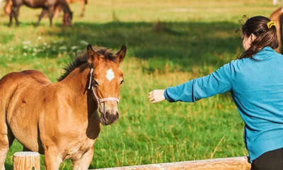 Equine-Assisted Therapy: Healing Through Horses