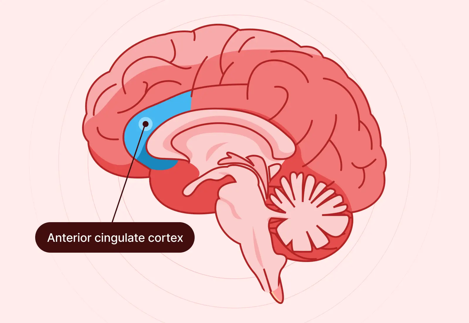 The anterior cingulate cortex sits near the middle of the brain, between the frontal lobes