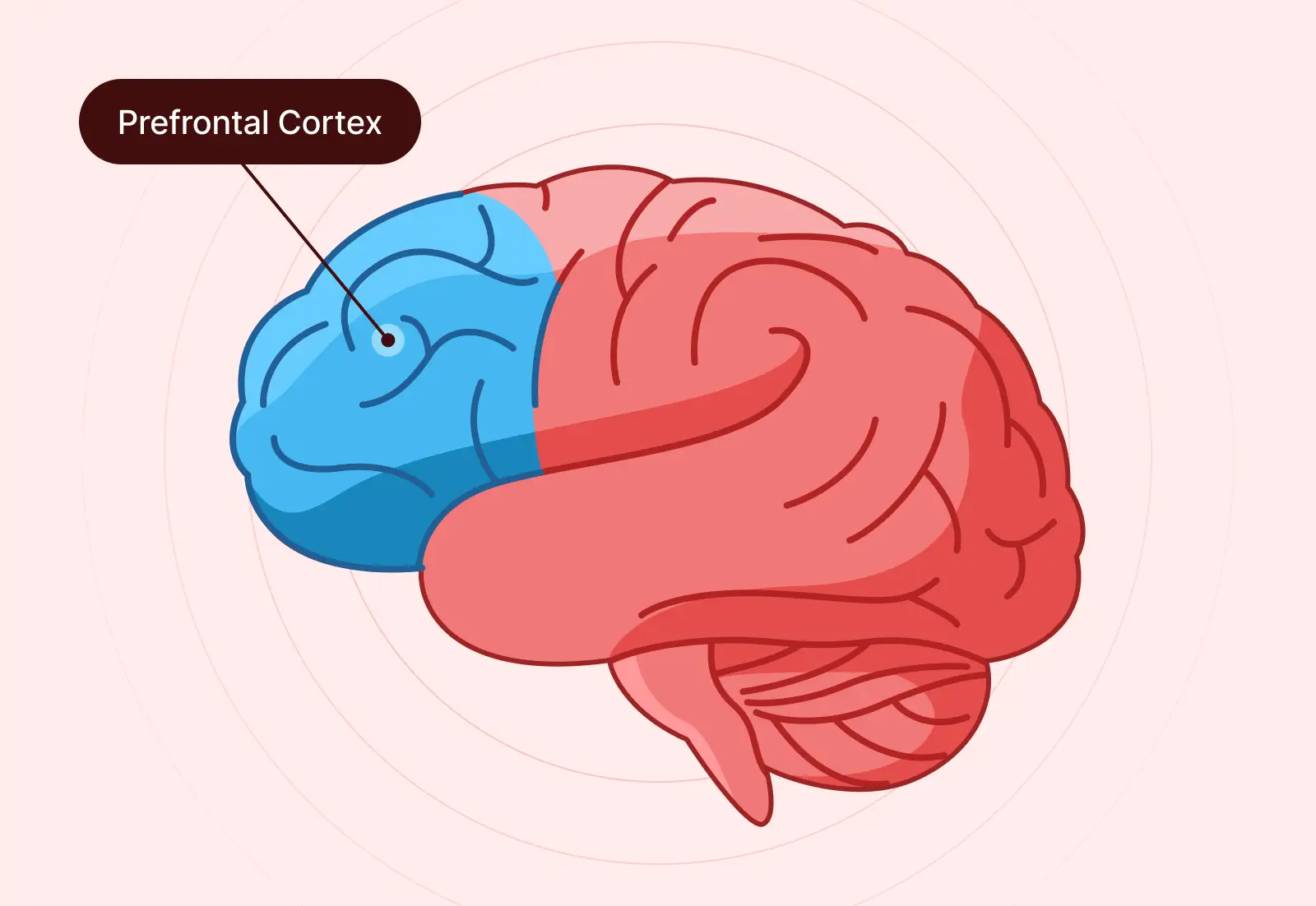 The prefrontal cortex is the area in the front of the brain, behind your forehead