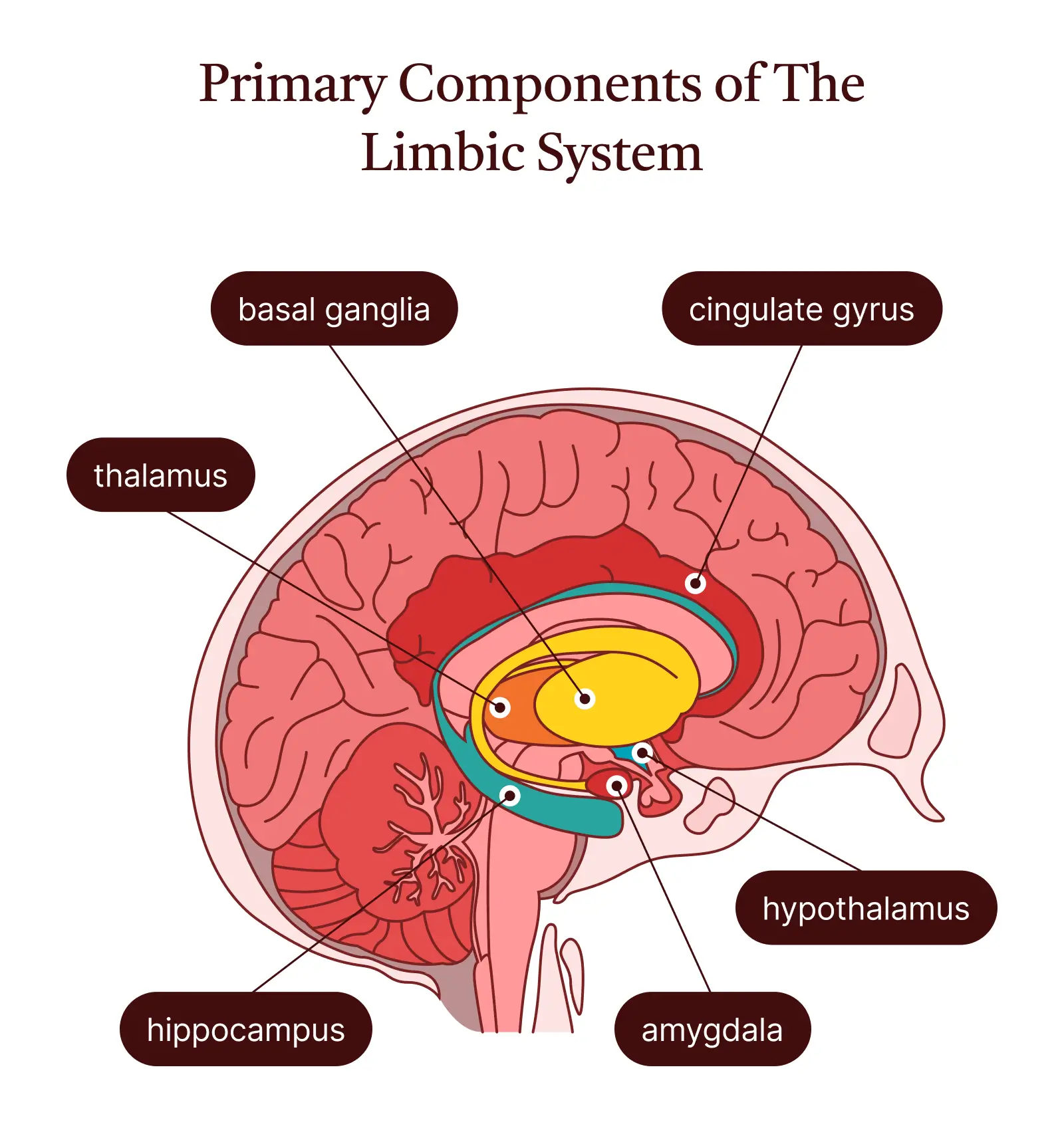 The limbic system is deep in the center of the brain and helps regulate mood, emotions, and threat detection