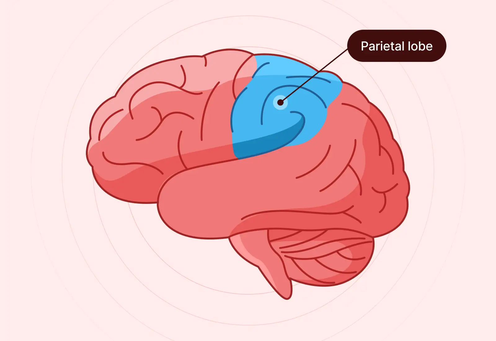 The parietal lobes are located toward the top and back of the brain