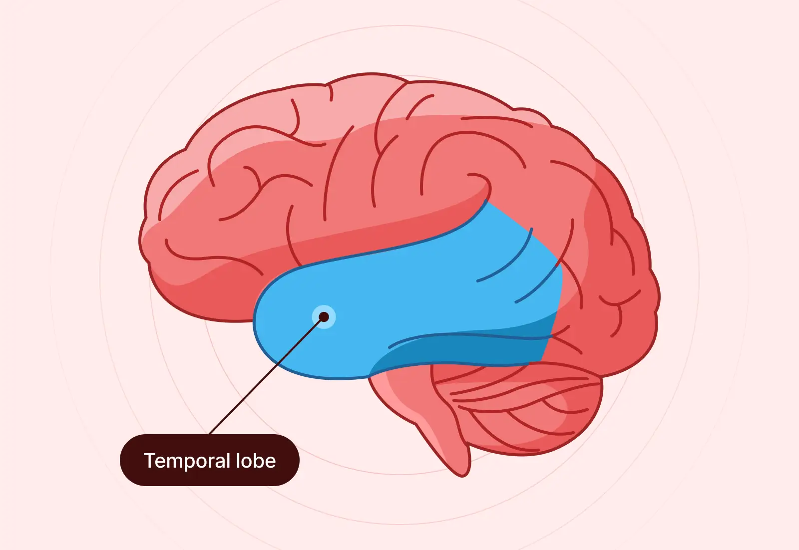The temporal lobes are located on the sides of the brain near the ears